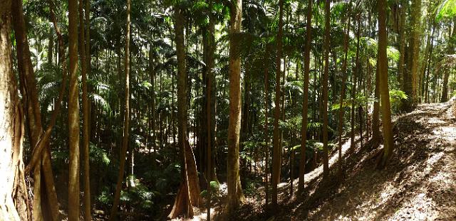 (27)  Forest Panorama.jpg